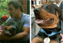 Orión, el rottweiler que se convirtió en héroe durante la Tragędia de Vargas hace 26 años