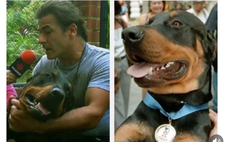Orión, el rottweiler que se convirtió en héroe durante la Tragędia de Vargas hace 26 años