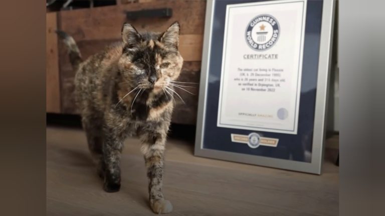 Flossie, la gatita más longeva del mundo cumplió este lunes 30 años  (+ Detalles)