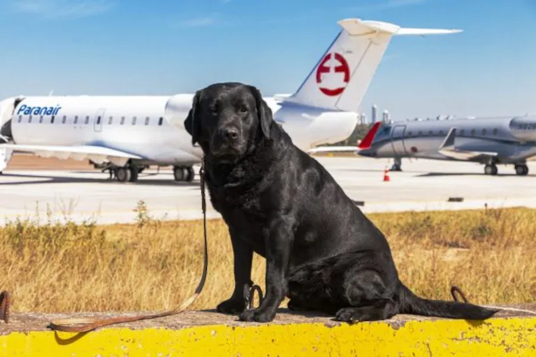 Rocky, el perro que protegió a un país y ahora recibirá un homenaje nacional (+ Detalles)