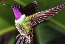 Un «vuelo entre fronteras»: Táchira, Mérida y el Norte de Santander estrenan ruta estratégica de aviturismo