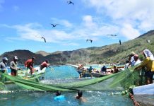 Sector pesquero venezolano anunció que veda de la sardina se extenderá hasta el próximo 15 de marzo