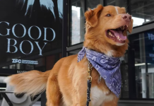 ¡Historia en Hollywood! Indy de «Good Boy» es el primer perro nominado a mejor interpretación en los Astra 2026 (+ Detalles)