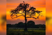 ¡No es un safari en el extranjero! Así se ve la magia dorada de Los Llanos venezolanos, una explÖsión de color, naturaleza y vida silvestre