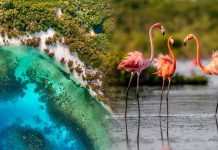 Recorriendo el Parque Nacional Morrocoy: un mosaico de vida caribeña que inspira a la conservación (+ Fotos)