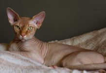 Prohibïción histórica: Holanda vetará los gatos esfinge y fold escocés a partir de 2026, pondrá multas de hasta 1.500 euros (+ Detalles)