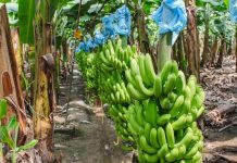 AlarmÄ en el sector bananero de Ecuador: agrocalidad confirma presencia del höngo Fusarium Raza 4 en la provincia de El Oro