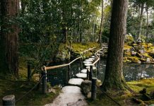 China bate el récord mundial: crea el mayor bosque artificial del planeta de 93 mil hectáreas en un desierto (+ Fotos)