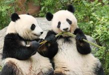 Japón se despide de sus últimos pandas: Zoológico de Ueno devuelve a Xiao Xiao y Lei Lei a China