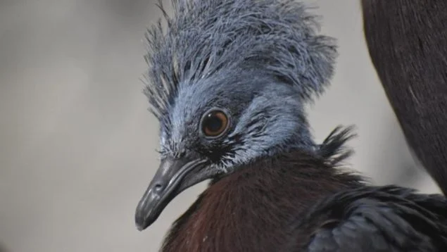 República Checa logra hito histórico en conservación al criar por primera vez en cautiveriø a la paloma más grande del mundo