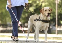 Los ojos que ven con el corazón: el poder de los perros guía que dan seguridad a los discapäcitados visuales y también libertad