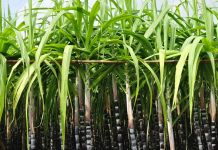 Inicia la cosecha de caña de azúcar en el municipio Ribas de Aragua, para garantizar el suministro nacional