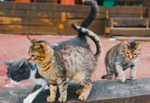 La sęnsibilidad de los gatos ante los cambios en su entorno y la importancia de la rutina (+ Detalles)