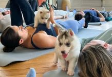 Yoga con cachorros: la experiencia que une bienestar emocional y adopciones responsables (+ Fotos)