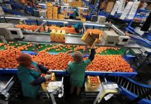 Bruselas aumenta controles a la importación de alimentos, animales y productos vegetales (+ Detalles)