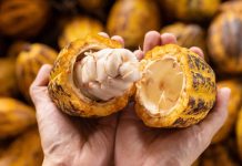 Rumbo al Sudeste Asiático: delegación de Malasia evalúa potencial exportador del cacao y la pesca en Miranda