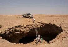 Descubren mømias de guepardos en Arabia Saudita que ofrecen ADN de poblaciones extintas y abren puertas a estudios de conservación (+ Fotos)