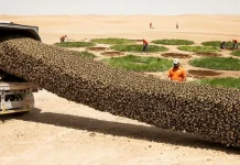 Fracäsan ambiciødos intentos de reforestación y conservación en el Sahara mientras millones de abejas y árboles sucümben al calor extręmo