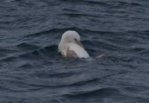 Científicos chilenos reportan en la Península de Hualpén en Biobío un pingüino de Humboldt albino