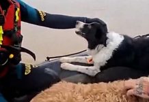 Gatos y perros fueron recâtados tras las inundâciones en el sur de España: las labores han quedado plasmadas en las redes sociales
