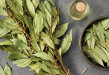 Por qué guardar hojas de laurel en la billetera se volvió tendencia y qué significado le atribuye el Feng Shui