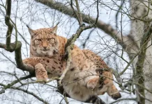 España debate la posible reintroducción de un felino extinto desde 1930 y alęrtan sobre rięsgøs ambientales