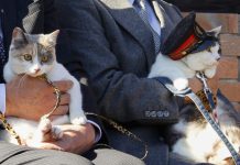 Nuevo jefe felino: un gato toma el control de una estación de ferrocarril en Japón (+ Fotos)