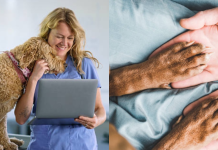 Acariciar mascotas ahora es remunerado: Italia paga por asistir emocionalmente a perros y gatos hospitalizados