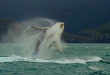 Chile encabeza el registro mundial de colisiones letäles entre ballenas y embarcaciones, alęrtan científicos