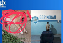 Ministerio Público aprehende a José Cabrera en Lara por brutal agresión con arma blanca que causó la muerte de un canino