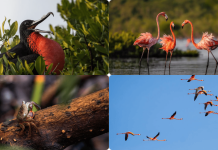 El Parque Nacional Morrocoy a través de sus animales: Ellos también son protagonistas en el paraíso (+ Fotos)