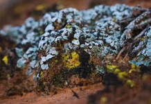 China utiliza microbios para convertir desiertos en tierra fértil y frenar la desertificación