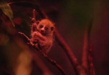 Nace en el Zoológico del Bronx, NY, un lémur perezoso pigmeo en pelïgro de extïnción y se convierte en símbolo de conservación