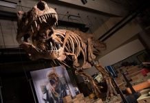 Nuevos estudios revolucionan lo que se creía sobre el Tyrannosaurus rex: vivió más y podría haber compartido ecosistemas con otras especies de tiranosaurios (+ Fotos)