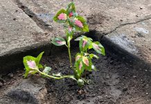 Alcaldía de Independencia siembra conciencia ecosocialista con despliegue integral en comunidades y escuelas en Anzoátegui (+ Detalles)