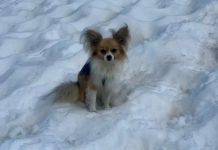 Filip, el chihuahua héroe de los Alpes que sâlvó a su dueño tras câer en una grieta helada en Suiza (+ Fotos)