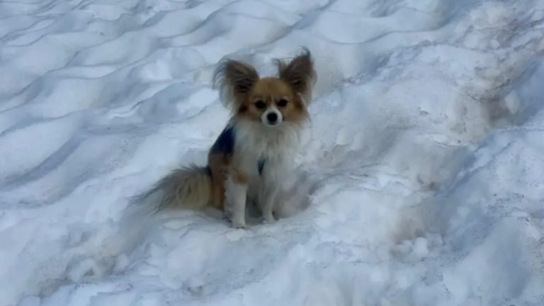 Filip, el chihuahua héroe de los Alpes que sâlvó a su dueño tras câer en una grieta helada en Suiza (+ Fotos)