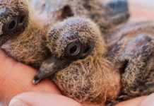 Ave declarada extinta hace medio siglo renace con ocho polluelos y moviliza zoológicos internacionales