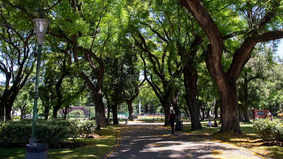 El árbol con la madera más resistente del mundo está en Sudamérica: fue clave para el desarrollo de la industria y el transporte (+ Foto)