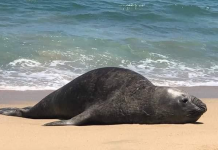 Una visita inesperada: Elefante marino llegó hasta las costas de San Blas, México (+ Video)
