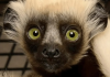 El legado de Zoboomafoo continúa: Nace Junius, el bisnieto del lémur más famoso de la televisión (+ Detalles)