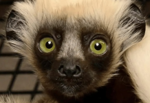 El legado de Zoboomafoo continúa: Nace Junius, el bisnieto del lémur más famoso de la televisión (+ Detalles)