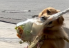 Mensajero de cuatro patas: Un Golden Retriever ayuda a su dueño a entregar ramos de flores en la ciudad (+ Video)
