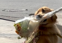Mensajero de cuatro patas: Un Golden Retriever ayuda a su dueño a entregar ramos de flores en la ciudad (+ Video)