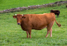 Las vacas marrones y el sorprendente mitø sobre el origen de la leche con chocolate en EE.UU. (+ Detalles)