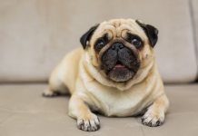 Sin planificación previa, la naturaleza y un pug se alinean para crear una fotografía inolvidable (+ Foto)