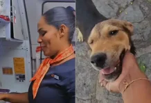 Azafata aprovecha la comida que sobra en los vuelos para alimentar perros de la calle: despierta una ola de apoyo y admiración (+ Detalles)