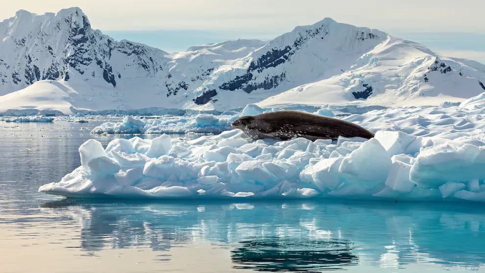 Hallazgo científico en la Antártida revela formas de vida acuática desconocidas y abre una nueva etapa en la exploración de los océanos polares
