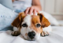 Paraguay marca un hito legal al reconocer a los animales como seres sintientes y endurecer las penas por maltratø