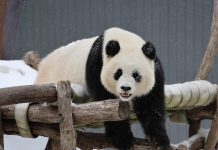 Pandas gigantes del zoológico de Washington disfrutaron de su hábitat natural gracias a la tørmenta de nieve (+ Video)